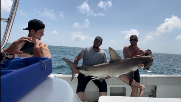 Hammerhead Shark fishing in Galveston, Texas
