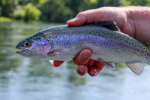 Rainbow Trout fishing in Johnson City, Tennessee