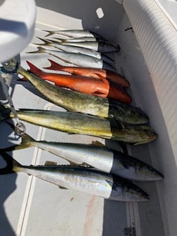 Mahi Mahi / Dorado, Mullet Snapper, Yellowtail Amberjack Fishing in West Palm Beach, Florida