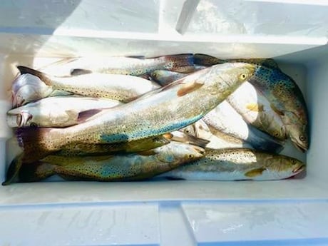 Speckled Trout Fishing in Corpus Christi, Texas