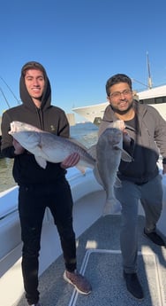 Black Drum, Redfish Fishing in Galveston, Texas