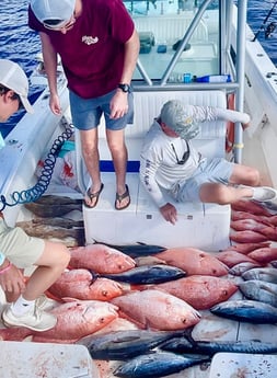 Blackfin Tuna, False Albacore, Gag Grouper, Red Snapper, Scup Fishing in Cape Coral, Florida