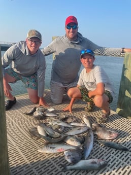 Bluefish, Spadefish, Spanish Mackerel Fishing in Dauphin Island, Alabama