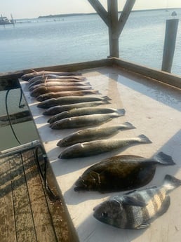 Black Drum, Flounder, Redfish, Speckled Trout Fishing in Ingleside, Texas