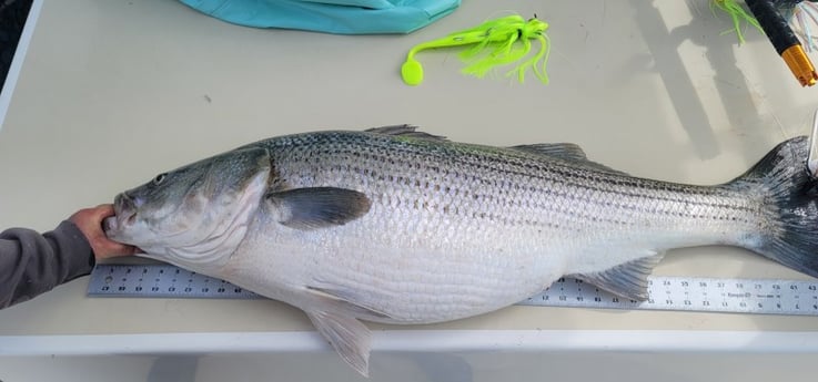 Striped Bass fishing in Reedville, Virginia