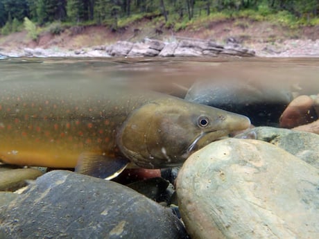 Bull Trout Fishing