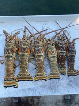 Lobster Fishing in Key West, Florida