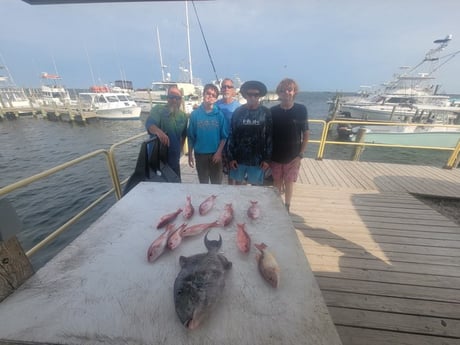 Lane Snapper, Triggerfish, Vermillion Snapper Fishing in Gulf Shores, Alabama