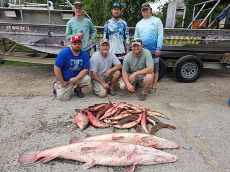 Alligator Gar, Carp Fishing in Livingston, Texas