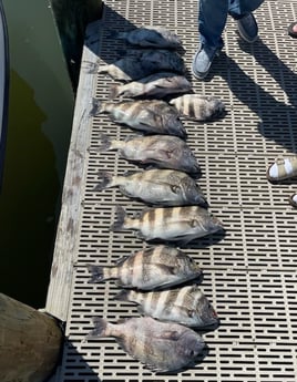 Sheepshead Fishing in Gulf Shores, Alabama