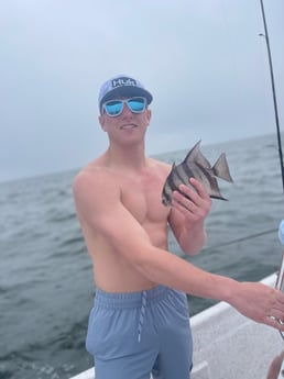Spadefish Fishing in Gulf Shores, Alabama