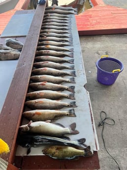 Largemouth Bass, Redfish fishing in Saint Bernard, Louisiana