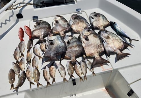 Scup, Spadefish, Spanish Mackerel Fishing in Pensacola, Florida