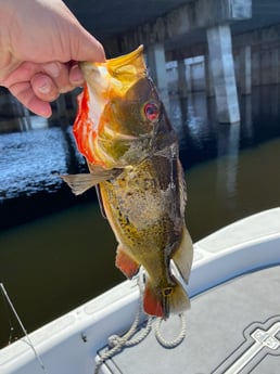 Fishing in Pembroke Pines, Florida