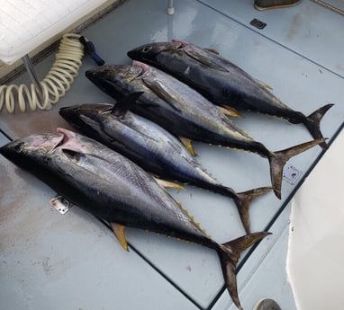 Yellowfin Tuna fishing in San Diego, California
