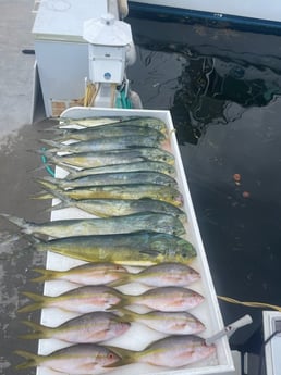 Mahi Mahi, Yellowtail Snapper Fishing in Key Largo, Florida