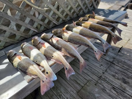 Redfish Fishing in Rio Hondo, Texas