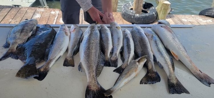 Flounder, Sheepshead, Speckled Trout / Spotted Seatrout fishing in Tiki Island, Texas