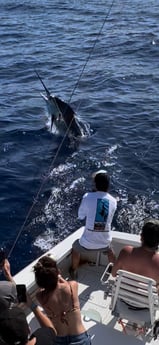 Black Marlin fishing in Kailua-Kona, Hawaii