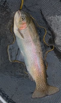 Fishing in Hume, California