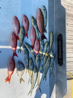 Mahi Mahi / Dorado, Mangrove Snapper, Vermillion Snapper fishing in Panama City Beach, Florida