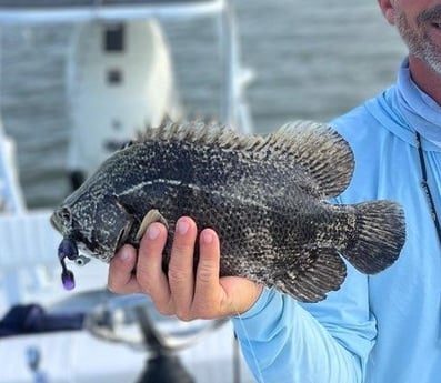 Tripletail fishing in Hilton Head Island, South Carolina