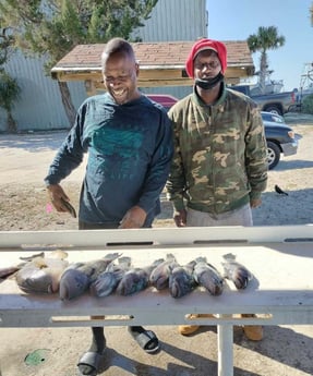 Black Seabass, Triggerfish Fishing in Jacksonville, Florida