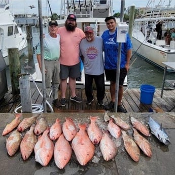 False Albacore, Red Grouper, Red Snapper Fishing in Clearwater, Florida