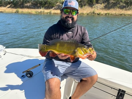 Peacock Bass Fishing in Islamorada, Florida