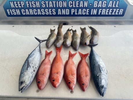 False Albacore, Tilefish, Vermillion Snapper Fishing in Destin, Florida