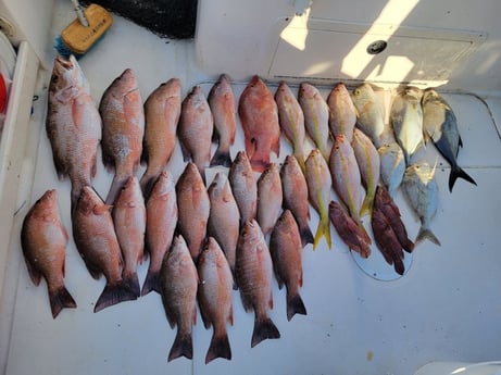 Grunt, Mangrove Snapper, Strawberry Grouper, Yellowtail Snapper fishing in Clearwater, Florida