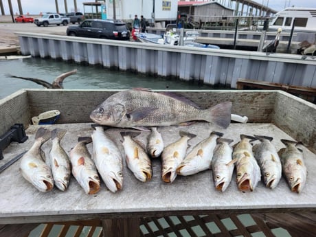 Black Drum, Speckled Trout Fishing in Corpus Christi, Texas