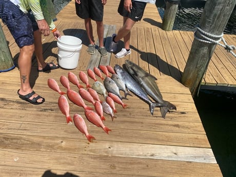 Amberjack, Cobia, Grunt, King Mackerel / Kingfish, Red Snapper fishing in Destin, Florida