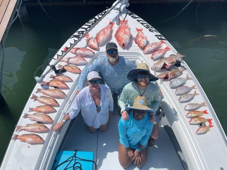 Lane Snapper, Mangrove Snapper, Red Grouper, Red Snapper, Scup Fishing in Clearwater, Florida