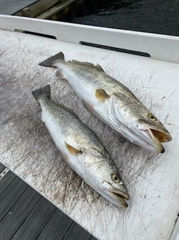 Speckled Trout / Spotted Seatrout Fishing in Santa Rosa Beach, Florida, USA