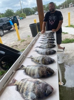Sheepshead Fishing in Jacksonville, Florida
