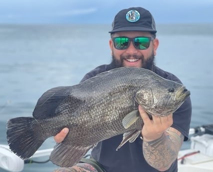 Tripletail fishing in Clearwater, Florida