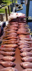 Lane Snapper, Scup, Yellowtail Snapper Fishing in Clearwater, Florida