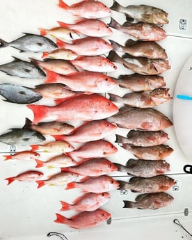 Almaco Jack, Lane Snapper, Red Grouper, Red Snapper Fishing in Madeira Beach, Florida