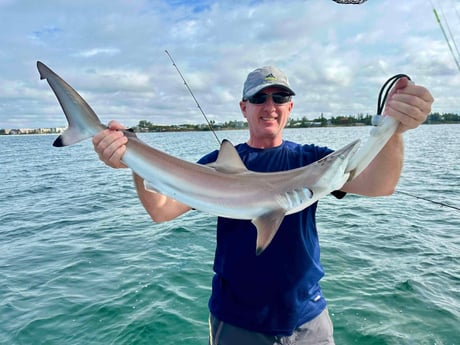 Blacktip Shark Fishing in Sarasota, Florida