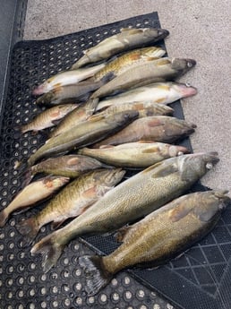 Smallmouth Bass, Walleye Fishing in Gresham, Oregon