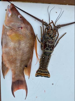 Hogfish, Lobster fishing in Miami, Florida