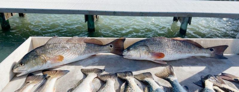 Redfish, Speckled Trout Fishing in Corpus Christi, Texas