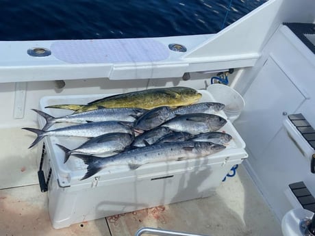 Barracuda, Kingfish, Mahi Mahi, Skipjack Tuna Fishing in Pompano Beach, Florida