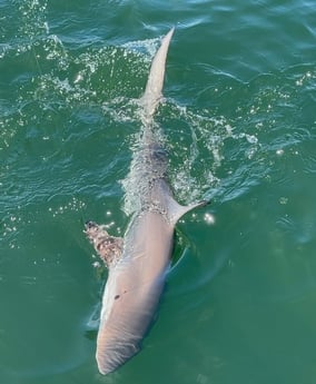 Blacktip Shark fishing in Gulf Shores, Alabama