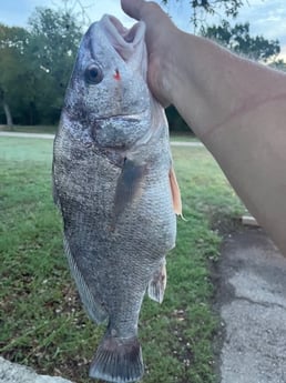 Freshwater Drum Fishing in Briarcliff, Texas