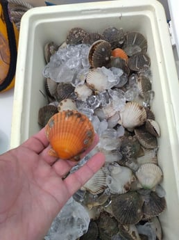 Scallop fishing in Clearwater, Florida