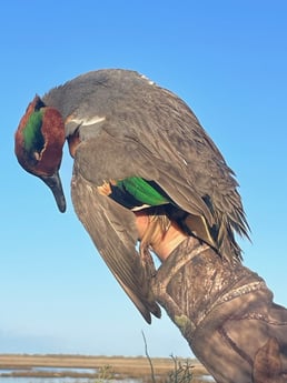 Green-Winged Teal Fishing in Freeport, Texas