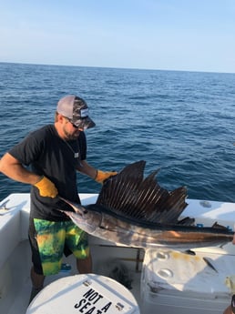 Sailfish fishing in Wilmington, North Carolina