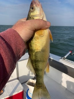Perch Fishing in Oak Harbor, Ohio